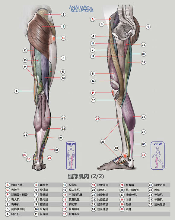 【教程】人体肌肉结构_原画吧_百度贴吧