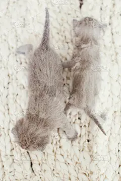 可爱的小宝贝