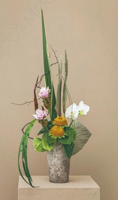 红蜻蜓qingting采集到现代插花