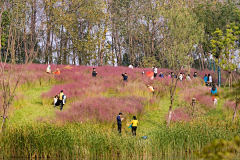 枝丫响采集到绿化---花花世界