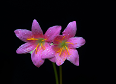 〆流年亦夢╮采集到花卉•百合