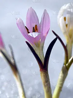 春雪中的番红花