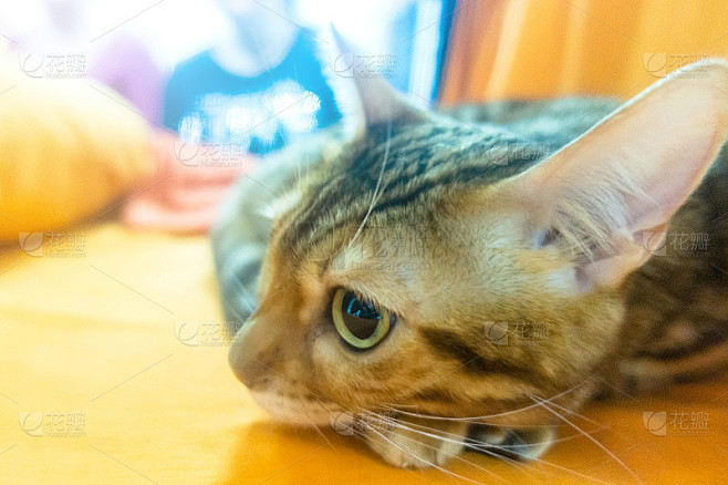 特写猫的口吻与长耳朵
