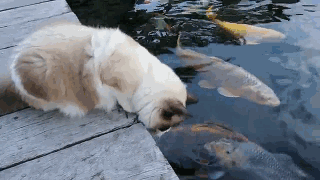 猫咪和一池子锦鲤成为好朋友，每天都去看望...