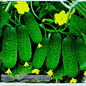 水果黄瓜甜脆节节瓜 蔬菜瓜果种子庭院阳台植物菜籽满10元包邮-淘宝网