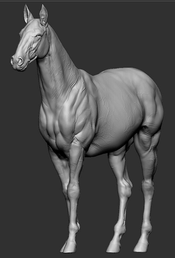 Horse anatomy study,...