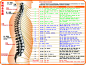 脊椎全息图源文件