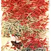 国画芦苇