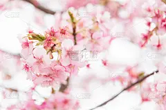 河祖Zakura樱花特写