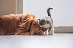 点击来源直接获取大图文件 |金毛寻回犬和小猫