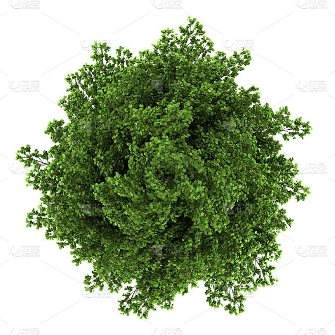 顶视图的银枫树孤立在白色的背景素材-花瓣网