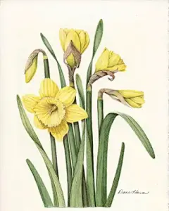 水彩--水仙花 - 高清图片，堆糖，美图壁纸兴趣社区