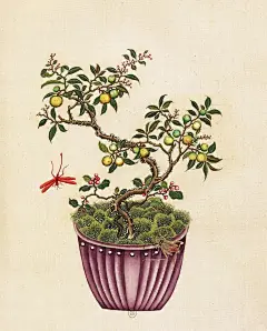 花卉虫鸟盆景图 清 佚名 - 小红书