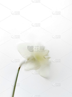 OneBeauty采集到皮肤层