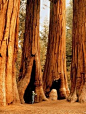 Giants, Sequoia National Park, California  This the only thing on my bucket list, I want a picture of me standing next to one.