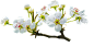 梨花
