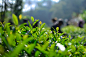 阳光下茶树看着真水灵，偶尔能看到几片被虫子光顾过的茶叶，武夷岩茶是不施农药的，难怪除了茶鬼们，虫子也爱吃呢，纯天然无公害的鲜甜美味啊~
#不二茶肆##大红袍##武夷##岩茶#