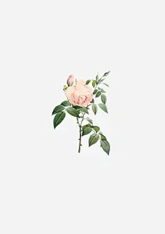 手绘花朵鲜花单支png免抠素材_新图网 https://ixintu.com 手绘花朵 花朵边框 手绘鲜花 水彩花朵