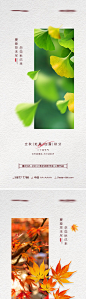 地产立秋处暑白露秋分节气系列海报-源文件