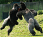 Epic gorilla battle (Anybody who wants to adopt a baby chimp or gorilla, should keep this picture in mind! These animals are NOT playing around!): 