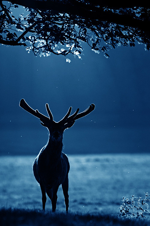 鹿——自由行走的树 