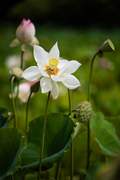 小C菜花采集到花（荷花）