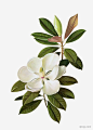 白色大玉兰花大玉|白色大玉兰花|绿叶|花朵|花开|开花|白色玉兰|玉兰花|植物|大花|小花|植物王国|花草
