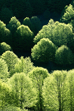 香水百合采集到风景