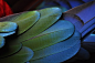 wing feathers wings