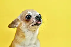 点击来源直接获取大图文件 |Close up portrait of cute small little poor chihuahua dog, sad upset frustrated puppy, unhappy frighten scared depressed pet on yellow background begging for food , wants to eat 