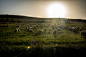 Sheep at sunset