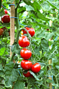 西红柿,熟的,垂直画幅,素食,无人,夏天,特写,采摘,准备,生长