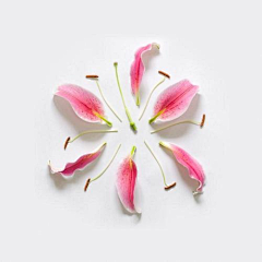 Aided采集到花瓣