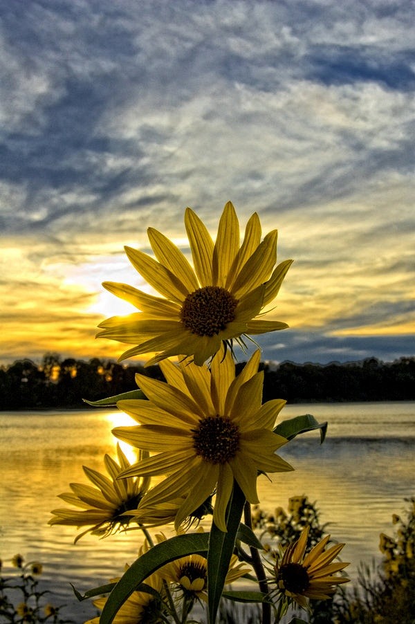 Pretty Sunflowers