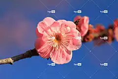 梅花 鲜花 粉色 红梅 花卉背景 花壁纸 梅花 自然 红梅