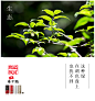 冰岛俸字号包装设计 小精灵铁盒包装设计 勐库茶叶 沱茶设计 迷你沱茶包装设计 新道设计包装作品 天则创意作品 昆明茶叶包装设计公司 云南普洱茶包装设计