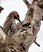 Male Northern Flicker