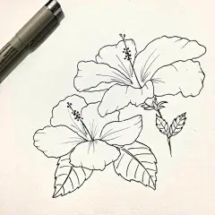 黑白针管笔手绘花卉线稿，可以收藏的临摹素材