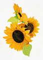 flowers-hiroyuki-izutsu-13