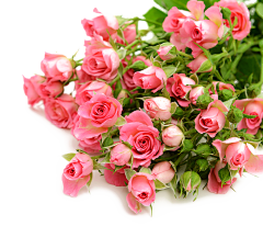 失忆qq采集到花花草草PNG