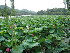 halirong采集到乌镇-千岛湖-杭州5日自