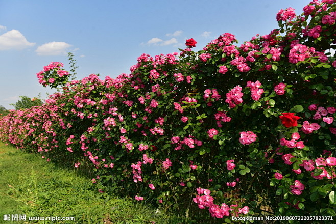 月季花墙