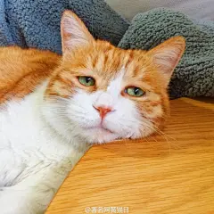 爱妃何故顶朕龙臀 ​​​​