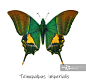 《昆虫学》中古老的石版，帝王蝶(Teinopalpus imperialis)图片素材