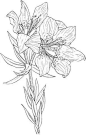 1000幅花卉线稿资料，拿去临摹学画