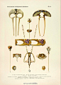 小YUAN分享 | Art Nouveau Jewelry Sketch丨PAUL FOLLOT新艺术珠宝设计手稿, Paul Follot（1877-1941），是一名杰出的法国艺术设计师，以设计代表优雅和奢华的家具、器皿、珠宝著称，为Christofle 、Wedgwood等多个著名奢侈品牌提供设计，他更是Art Deco装饰艺术运动兴起的领头人之一。