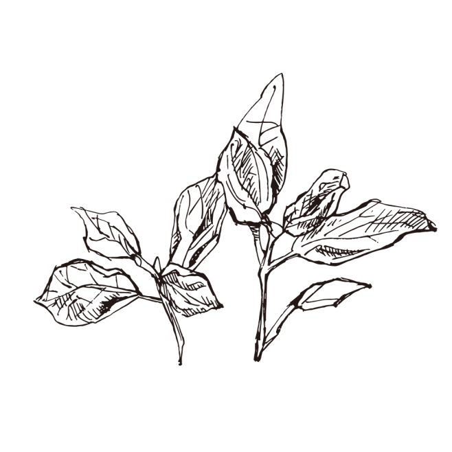 罗勒_PNG线稿素描手绘植物花水仙菊化妆...