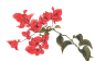 红色花枝12