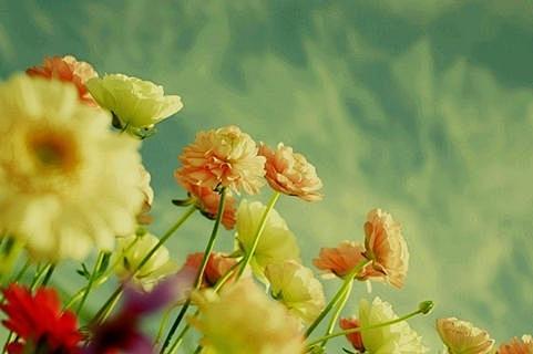 开到荼蘼花事了 - Ux创意杂志