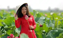 女士 莲花 花壁纸 裙子 帽子 花朵 莲花园 荷叶 花卉背景